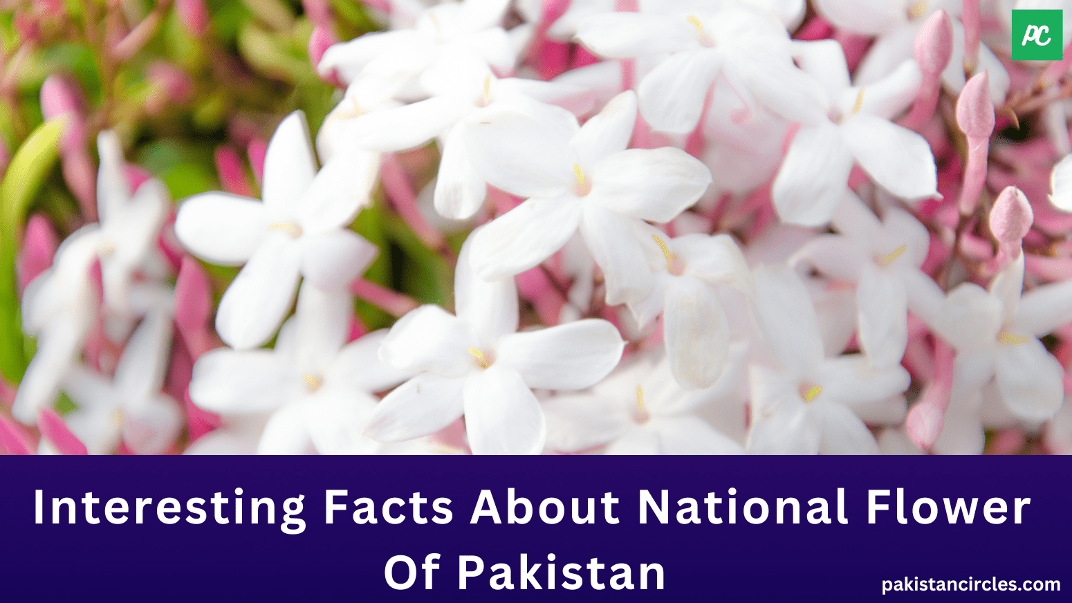 Interesting Facts About National Flower Of Pakistan 